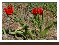 Tulipe d'Agen espèce endémique des Gorges du Verdon